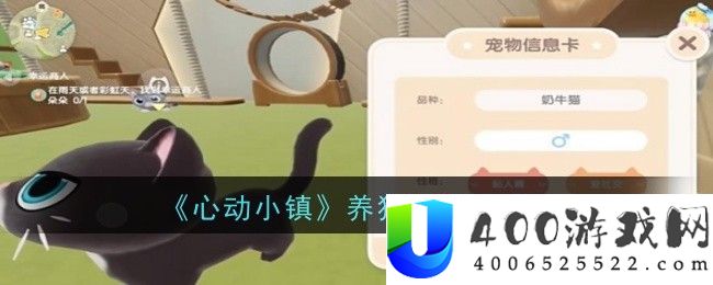 心动小镇养猫攻略一览