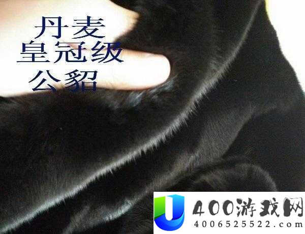 AAAA-级毛皮最简单三个标志大师指点-用户称赞之解读