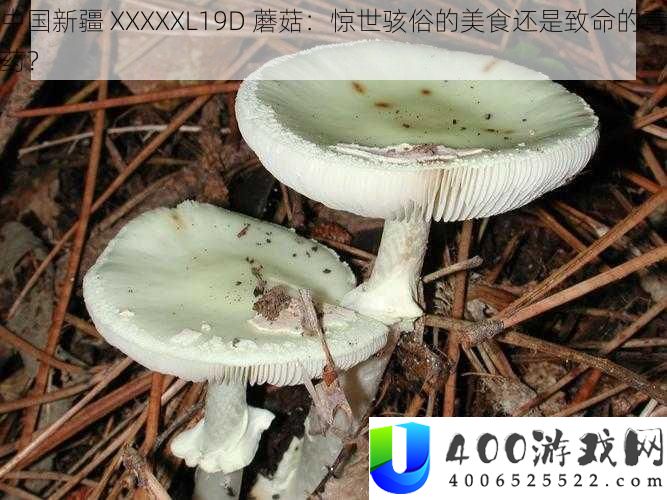 中国新疆-XXXXXL19D-蘑菇：惊世骇俗的美食还是致命的毒药