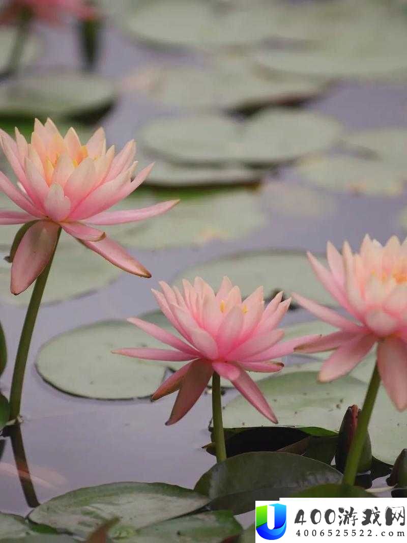 男子三更莲花开奥秘景象激发热议