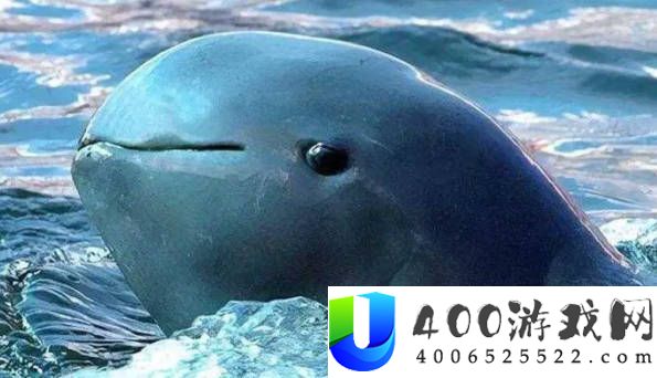 25种世界上最奇异的生物-揭秘委内瑞拉贵宾犬蛾的怪异生态