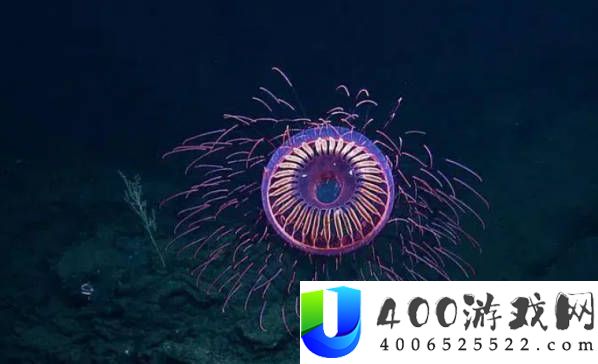 25种世界上最奇异的生物