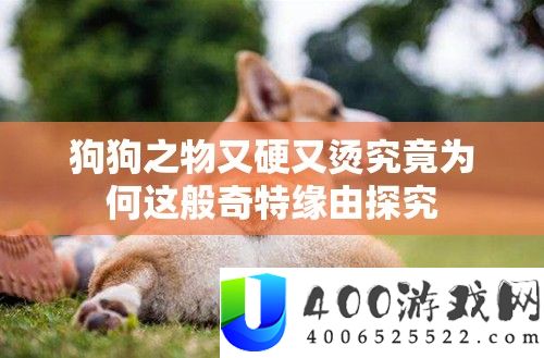狗狗之物又硬又烫事实为何这般奇异启事探讨