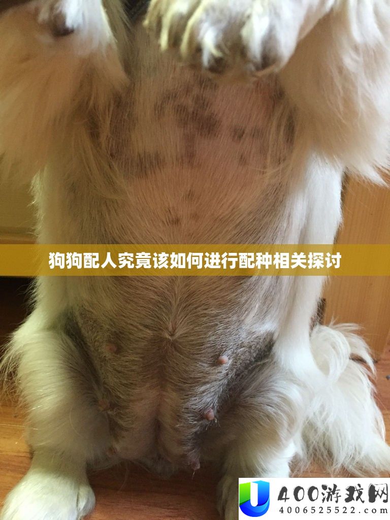 狗狗配人究竟该如何进行配种相关探讨