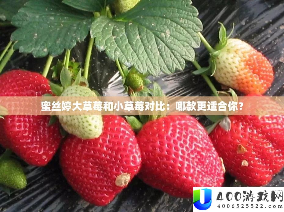 蜜丝婷大草莓和小草莓对比：哪款更适合你？