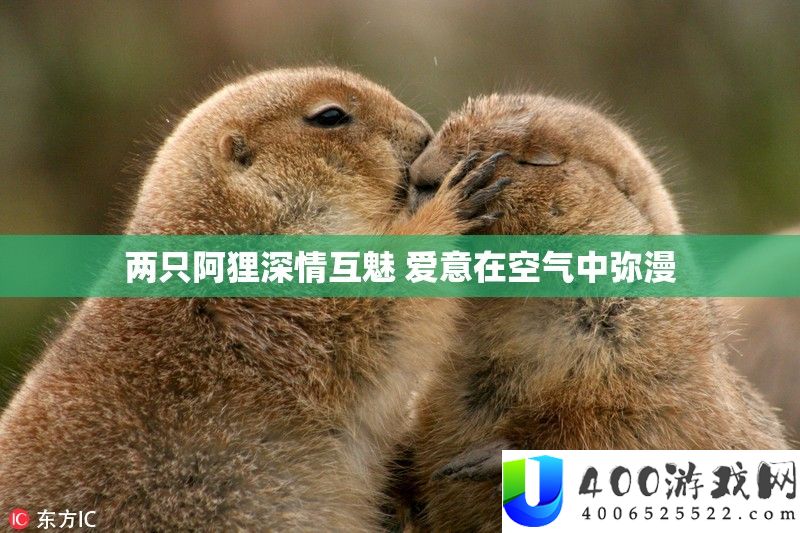 两只阿狸密意互魅 爱意在空气中洋溢