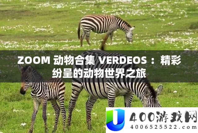 ZOOM 动物合集 VERDEOS :精彩纷呈的动物世界之旅