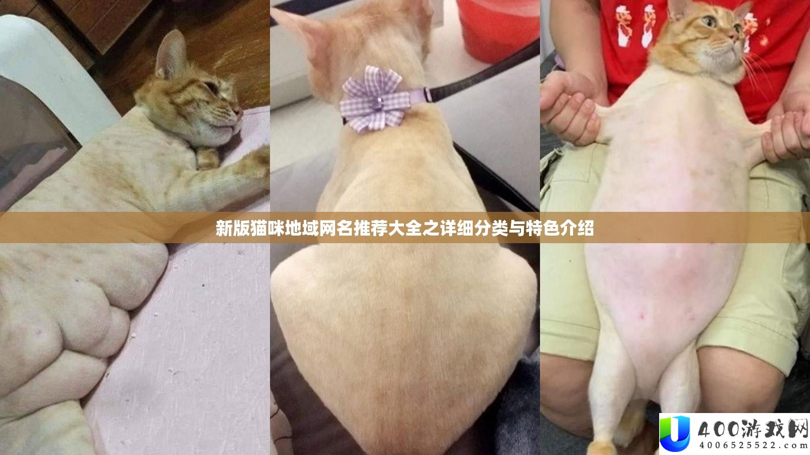 新版猫咪地域网名推荐大全之具体分类与特点分享