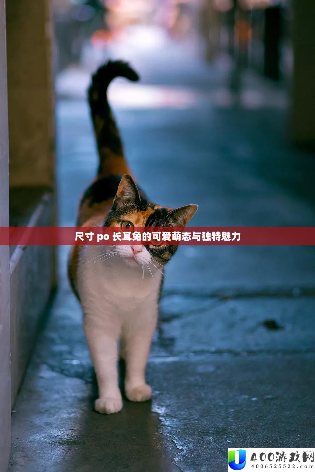尺寸 po 长耳兔的心爱萌态与怪异魅力