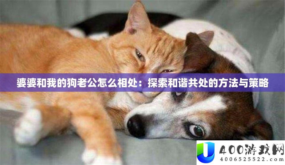 婆婆和我的狗老公怎样相处：索求调和共处的攻略与技巧