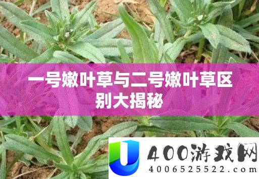 一号嫩叶草与二号嫩叶草区别大揭秘