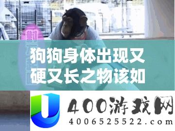 狗狗身体出现又硬又长之物该如何应对