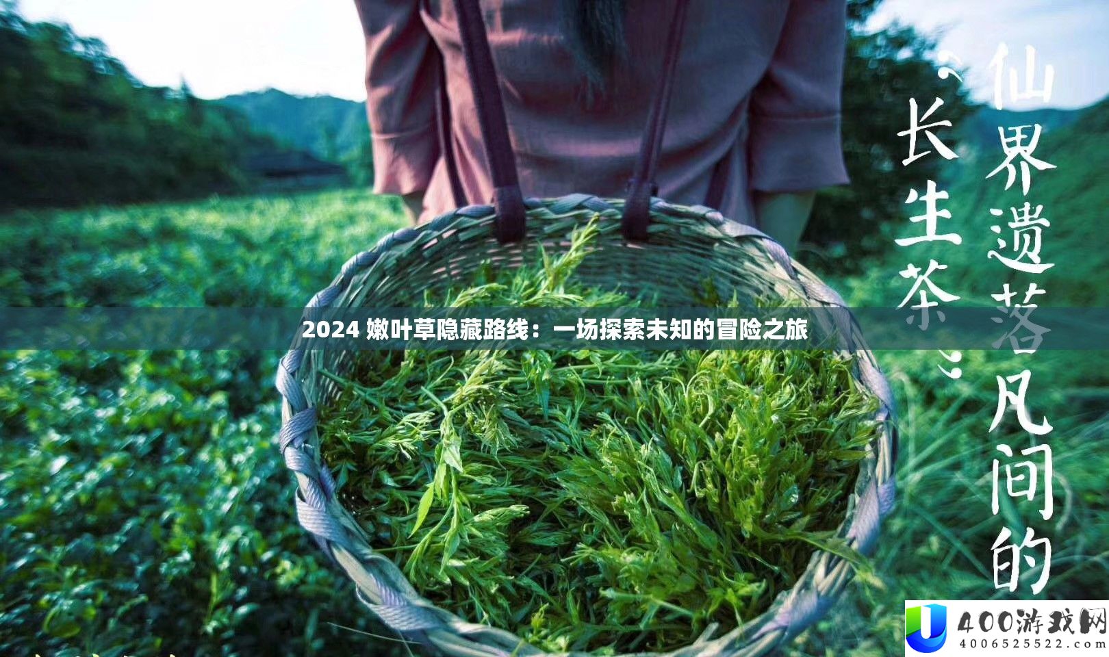 2024 嫩叶草潜藏线路：一场索求未知的冒险之旅