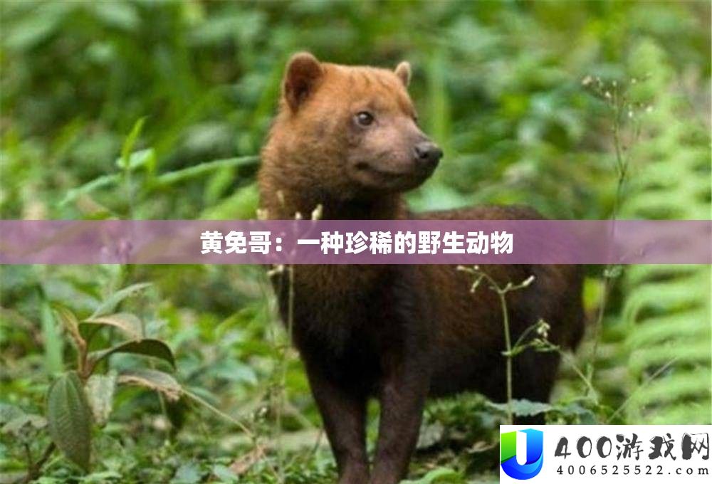 黄免哥：一种珍稀的野生动物