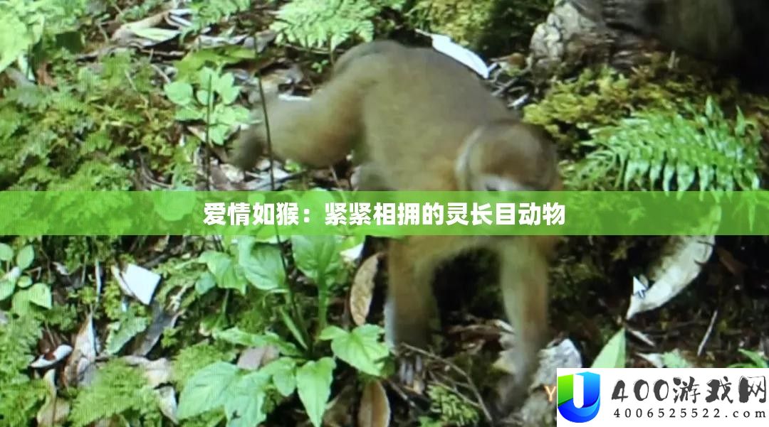 爱情如猴：紧紧相拥的灵长目动物
