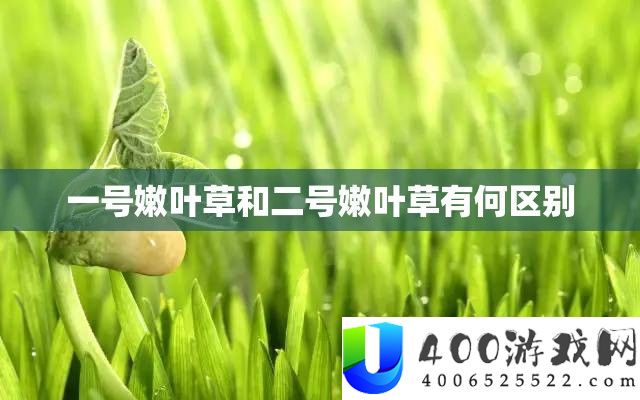 一号嫩叶草和二号嫩叶草有何区别