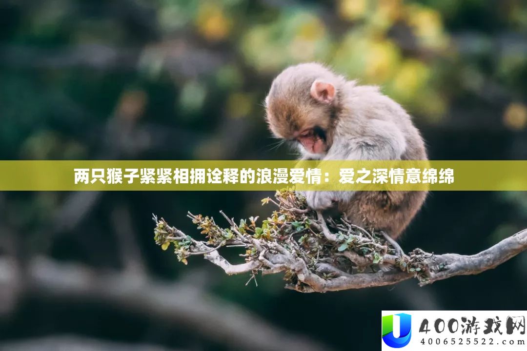 两只猴子紧紧相拥诠释的浪漫爱情：爱之深情意绵绵