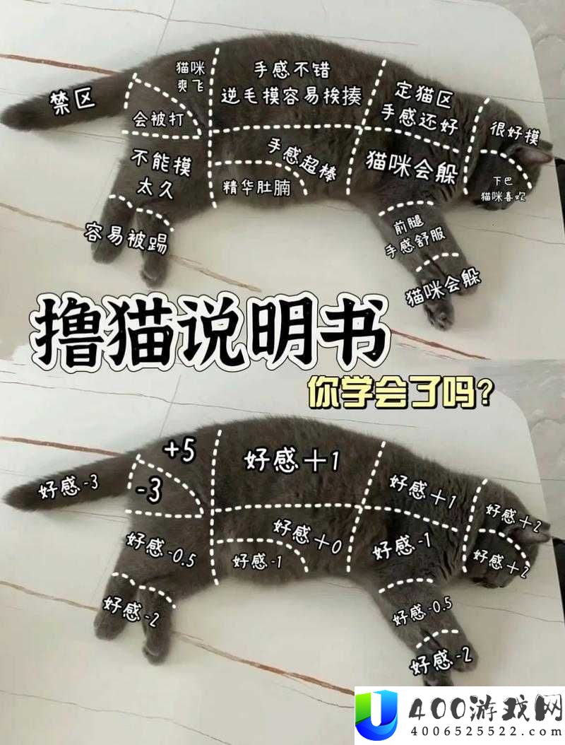 萌宅物语中如何正确摸猫