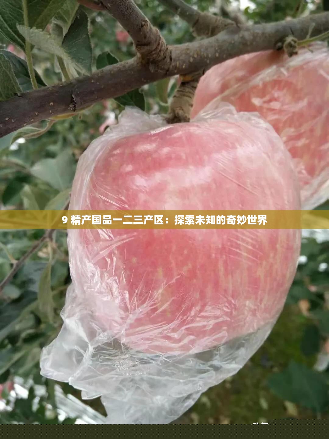 9精产国品一至三产区：奇妙世界探索