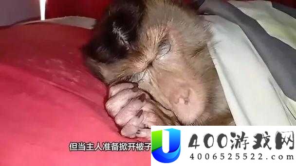 二人生猴子全程无被子免费观看：全过程揭秘与详细解析指南