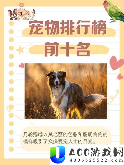 梦想新大陆哪个宠物最优选？揭秘宠物选择在资源管理中的关键与高效策略