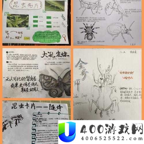 如何制作简单的昆虫标本？简单易懂的昆虫标本制作方法