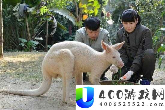 日本人与禽ZOZZO视频全解析：深度探讨人与动物和谐共处的奇妙瞬间