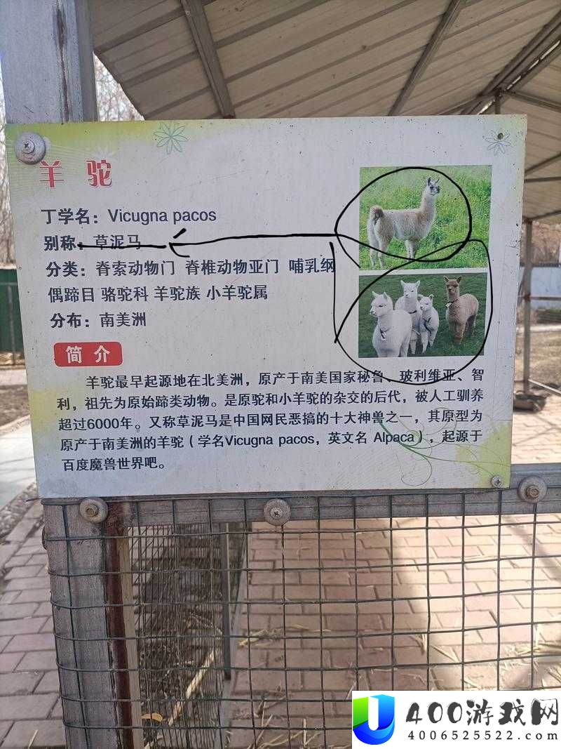 小森生活中如何高效饲养羊驼？揭秘饲养方法在资源管理中的重要性及策略