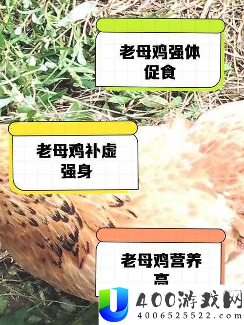 小森生活中的母鸡究竟吃什么？全面解析母鸡饲养方法