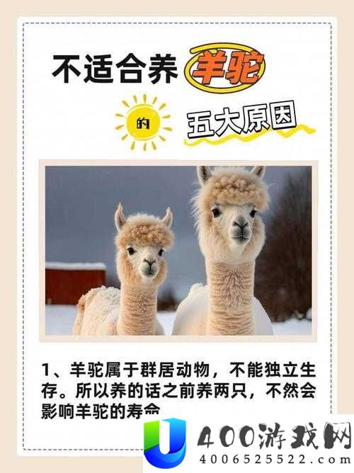 小森生活彩虹羊驼究竟何时刷新？揭秘羊驼神秘刷新时间！