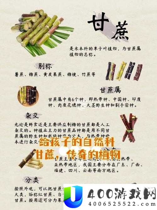 小森生活甘蔗种子究竟何处可寻？全面解析甘蔗获取方法