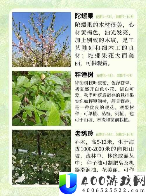 小森生活中的特殊植物究竟有何妙用？全面用途一览揭秘！
